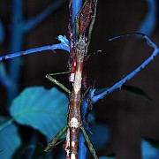 Lamponius guerini